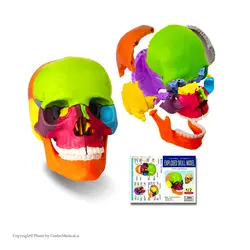 مولاژ جمجمه انسان