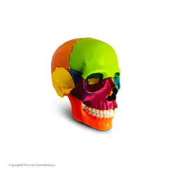 مولاژ جمجمه انسان ۱/۲ اندازه طبیعی ۱۵ قسمتی رنگی