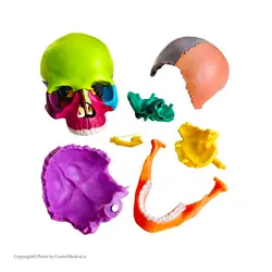 مولاژ جمجمه انسان ۱/۲ اندازه طبیعی ۱۵ قسمتی رنگی