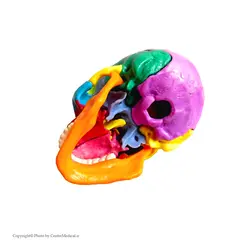 مولاژ جمجمه انسان ۱/۲ اندازه طبیعی ۱۵ قسمتی رنگی