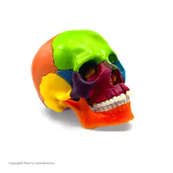 مولاژ جمجمه انسان ۱/۲ اندازه طبیعی ۱۵ قسمتی رنگی