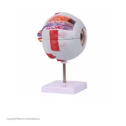 مولاژ چشم 20 برابر اندازه طبیعی
