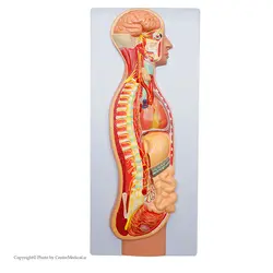 مولاژ دستگاه عصبی خودکار (غیر ارادی)
