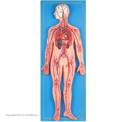 مولاژ دستگاه گردش خون انسان