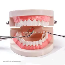 مولاژ دندان انسان اندازه طبیعی