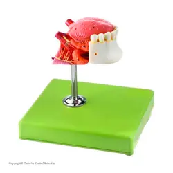 مولاژ زبان و دندان اندازه طبیعی