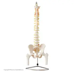 مولاژ ستون فقرات و لگن ساده
