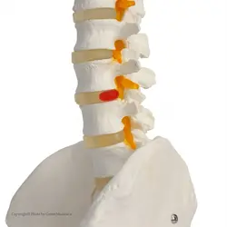 مولاژ ستون فقرات و لگن ساده