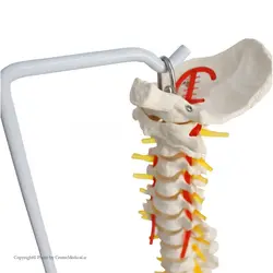 مولاژ ستون فقرات و لگن ساده