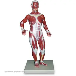 مولاژ عضلات بدن (1/3 اندازه طبیعی)