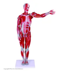 مولاژ عضلات بدن انسان(۲۷ قسمتی)