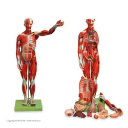 مولاژ عضلات بدن انسان(۲۷ قسمتی)