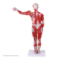 مولاژ عضلات بدن انسان(۲۷ قسمتی)