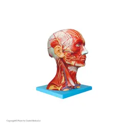 مولاژ عضلات سر و گردن