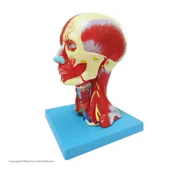 مولاژ عضلات سر و گردن