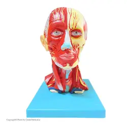 مولاژ عضلات سر و گردن