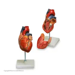 مولاژ قلب انسان 1/5 برابر اندازه طبیعی