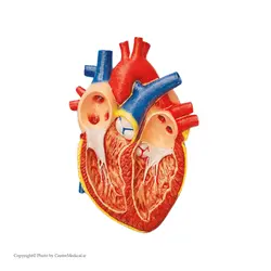 مولاژ قلب دیواری
