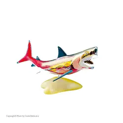 مولاژ کوسه ماهی