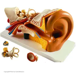 مولاژ گوش انسان 3 برابر اندازه طبیعی