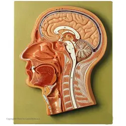 مولاژ مقطع سر و صورت (دیواری)