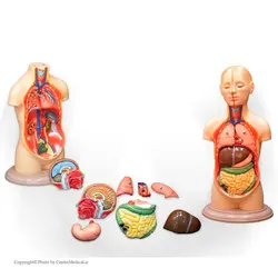 مولاژ نیم تنه انسان با برش سر 10 قسمتی