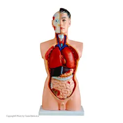 مولاژ نیم تنه بدن انسان 19 قسمتی