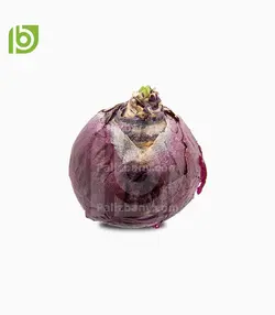 پیاز گل سنبل هلندی_F1