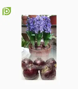 پیاز گل سنبل هلندی_F1