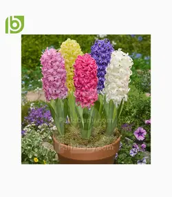 پیاز گل سنبل هلندی_F1