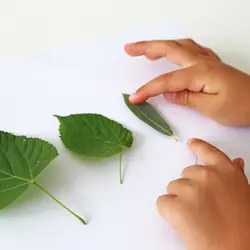 مداد شمعی مثلثی 30 قطعه پریمو - رنگ چین