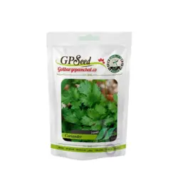 بذر گشنیز گلبرگ پامچال GP Seed