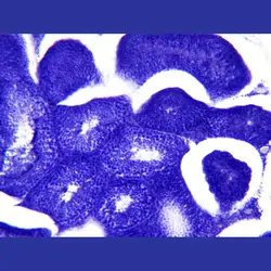 لام آماده بافت شناسی میکروسکوپ برسر آلمان