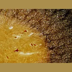 لام آماده بافت شناسی میکروسکوپ برسر آلمان