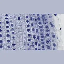 لام آماده میکروسکوپی برسر آلمان