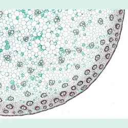 لام آماده میکروسکوپی برسر آلمان