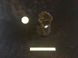 کلیفون ویولنسل لارسن چلو