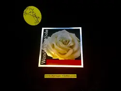 سیم ویولن پیراسترو وانترتون سولو-فروشگاه تخصصی باروک ویولن