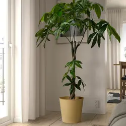 گلدان گیاه مدل ÅKERBÄR | برند ایکیا | ارسال 15 الی 20 روز کاری