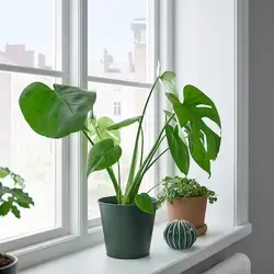 گلدان گیاه مدل ÅKERBÄR | برند ایکیا | ارسال 15 الی 20 روز کاری