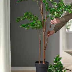 گیاه گلدانی انجیر گریه مصنوعی مدل FEJKA | برند ایکیا | ارسال 15 الی 20 روز کاری