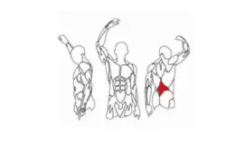 نیمکت فیله کمر : 3026 Lower Back Bench