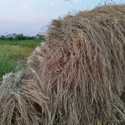 برنج هاشمی 10 کیلویی درجه یک