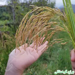 برنج فجر ریزه درجه یک 10 کیلویی