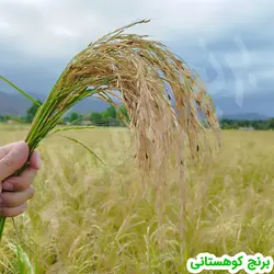 برنج هاشمی درجه یک 20 کیلویی الک دو