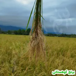 برنج هاشمی درجه یک 10 کیلویی الک دو