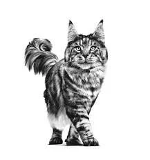 غذا خشک گربه گاسترو اینتستینال رویال کنین _ Royal Canin Gastrointestinal Cat Dry Food وزن 4 کیلوگرم