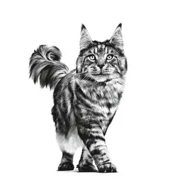 غذا خشک گربه ستایتی رویال کنین _ Royal Canin Satiety Cat Dry Food وزن 3/5 کیلوگرم
