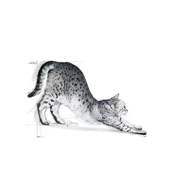 غذای خشک گربه رویال کنین ایندور _ Royal Canin Indoor Home Life وزن 400 گرم