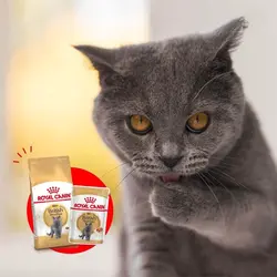 غذای خشک گربه بریتیش ادالت رویال کنین _ Royal Canin British Adult Dry Cat Food وزن 400 گرم